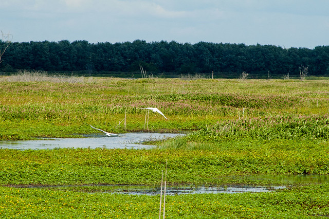 Goose Pond Fish & Wildlife Area - August 12, 2014