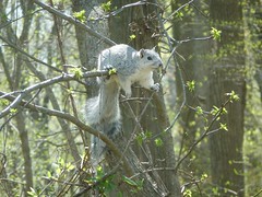 Anglų lietuvių žodynas. Žodis eastern fox squirrel reiškia rytų lapė, voverė lietuviškai.