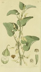 Anglų lietuvių žodynas. Žodis aristolochia clematitis reiškia <li>aristolochia clematitis</li> lietuviškai.