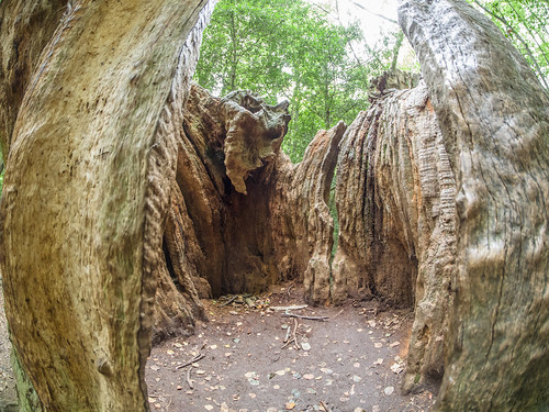 Inside old tree stump by James E. Petts, on Flickr