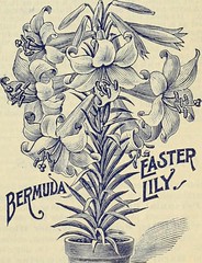 Anglų lietuvių žodynas. Žodis bermuda lily reiškia bermudų lelija lietuviškai.