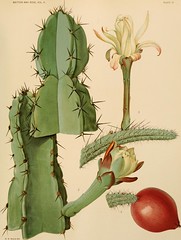 Anglų lietuvių žodynas. Žodis genus zygocactus reiškia genties zygocactus lietuviškai.
