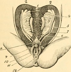 Anglų lietuvių žodynas. Žodis cervical glands of the uterus reiškia gimdos kaklelio liaukos, gimdos lietuviškai.