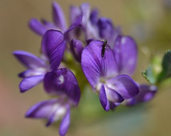 Violet flower + insect