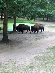 Anglų lietuvių žodynas. Žodis cape buffalo reiškia pelės bifelis lietuviškai.
