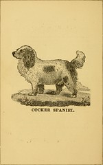 Anglų lietuvių žodynas. Žodis scotch terrier reiškia scotch terjeras lietuviškai.