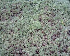 Thymus pseudolanuginosus