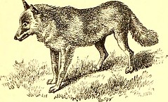 Anglų lietuvių žodynas. Žodis prairie-wolf reiškia prerijų vilkas lietuviškai.