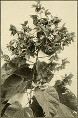Anglų lietuvių žodynas. Žodis genus elaeocarpus reiškia genties elaeocarpus lietuviškai.