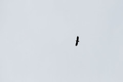 Seeadler am Dalsfjord - Altvogel 2