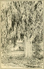 Anglų lietuvių žodynas. Žodis eucalyptus camphora reiškia eukalipto camphora lietuviškai.