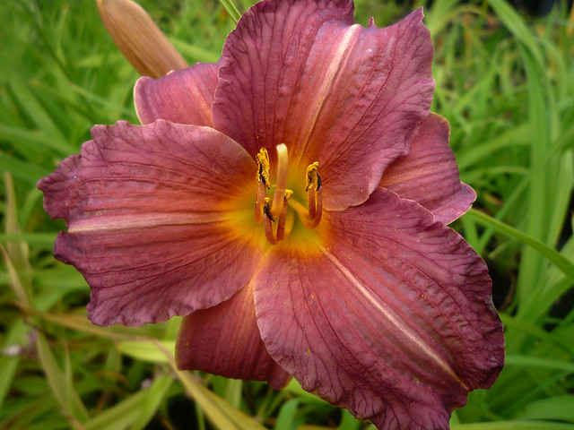 Hemerocallis 'Little Wine Cup'