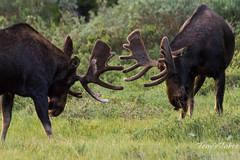 Two younger moose bulls spar in preparation for the rut