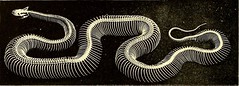 Anglų lietuvių žodynas. Žodis indian python reiškia tigrinis pitonas lietuviškai.