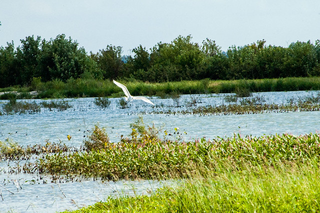 Goose Pond Fish & Wildlife Area - August 12, 2014