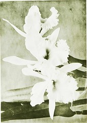 Anglų lietuvių žodynas. Žodis white fringed orchid reiškia baltos spalvos kutais orchidėja lietuviškai.