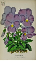 Anglų lietuvių žodynas. Žodis viola cornuta reiškia <li>viola cornuta</li> lietuviškai.