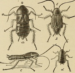 Anglų lietuvių žodynas. Žodis croton-bug reiškia n zool. amer. naminis prūsokas lietuviškai.
