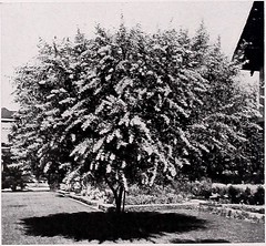 Anglų lietuvių žodynas. Žodis bay-rum tree reiškia bay-romas medis lietuviškai.