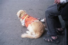 Anglų lietuvių žodynas. Žodis guide dog reiškia vadovas šuo lietuviškai.