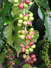 Anglų lietuvių žodynas. Žodis coffee fungus reiškia kavos grybelio lietuviškai.