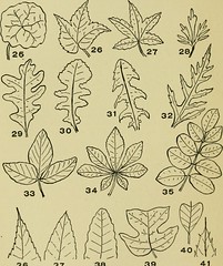 Anglų lietuvių žodynas. Žodis even-pinnate leaf reiškia net-pinnate lapų lietuviškai.
