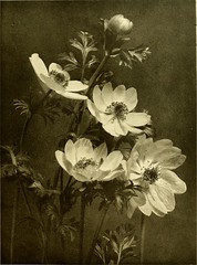 Anglų lietuvių žodynas. Žodis anemia adiantifolia reiškia anemija adiantifolia lietuviškai.
