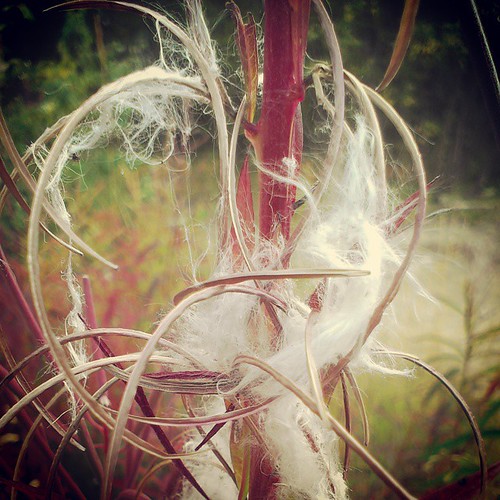 Fireweed's flowers have turned into seedpods full of hundreds of fluffy seeds #yxy #Yukon #northernfall