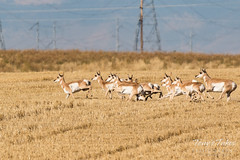 Herd of Pronghorn goes off to the races