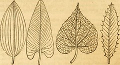 Anglų lietuvių žodynas. Žodis parallel-veined leaf reiškia lygiagrečiai-veined lapų lietuviškai.