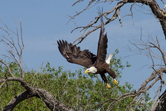 Eastern Colorado Bald Eagle Launch Sequence