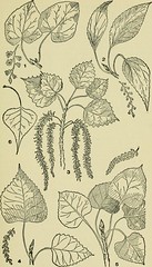 Anglų lietuvių žodynas. Žodis bearberry willow reiškia meškauogių gluosnio lietuviškai.