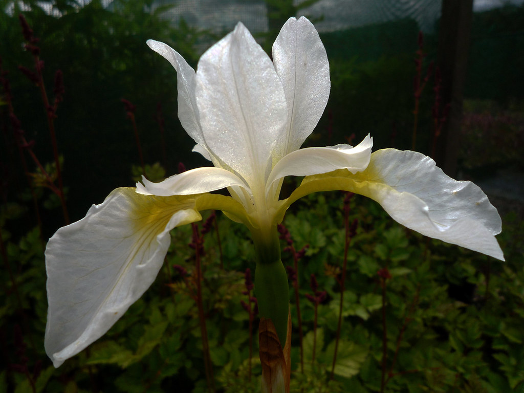 Iris sibirica 'Snow Queen'