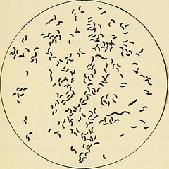 tubercle bacillus parazita vagy saprotrof)
