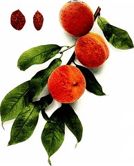 Anglų lietuvių žodynas. Žodis blood berry reiškia kraujo uogų lietuviškai.