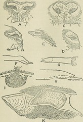 Anglų lietuvių žodynas. Žodis genus capricornis reiškia genties capricornis lietuviškai.