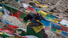 Кора вокруг Кайласа в Тибете