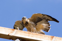 Juvenile Swainson's Hawk repositions itself on its perch.