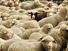 Anglų lietuvių žodynas. Žodis black sheep reiškia juodos avys lietuviškai.