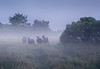 Fog in the Sheep Pasture