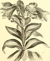 Anglų lietuvių žodynas. Žodis yucca aloifolia reiškia <li>yucca aloifolia</li> lietuviškai.