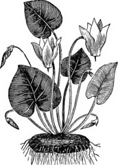 Anglų lietuvių žodynas. Žodis genus maianthemum reiškia genties maianthemum lietuviškai.