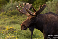 A moose bull lit by the sunrise