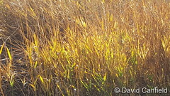 October 29, 2016 - Golden grasses. (David Canfield)