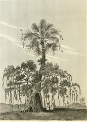 Anglų lietuvių žodynas. Žodis banian-tree reiškia banian-medis lietuviškai.