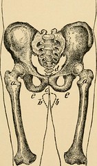 Anglų lietuvių žodynas. Žodis wedge bone reiškia pleišto kaulų lietuviškai.