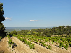 paysage de vignobles (BEAUMES-DE-VENISE,FR84)