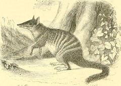 Anglų lietuvių žodynas. Žodis dasyurid marsupial reiškia dasyurid sterblinis lietuviškai.