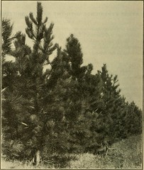 Anglų lietuvių žodynas. Žodis colorado spruce reiškia kolorado eglė lietuviškai.