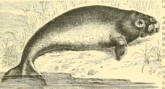 Anglų lietuvių žodynas. Žodis genus dugong reiškia genties diugonis lietuviškai.